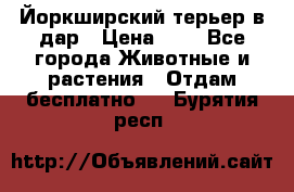 Йоркширский терьер в дар › Цена ­ 1 - Все города Животные и растения » Отдам бесплатно   . Бурятия респ.